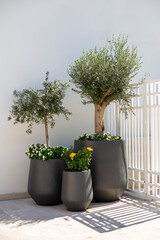 Decorative trees in gray tubs on the street against white wall on sunny day. Mediterranean style