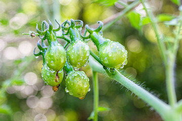 Small green unripe yellow pear-shaped tomatoes cluster group macro closeup hanging growing on plant...