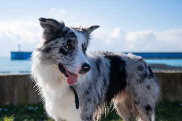Portrait of a spotted border collie on a walk along the embankment. 