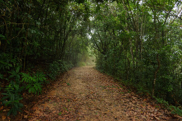 Obraz premium Caminho na floresta tropical