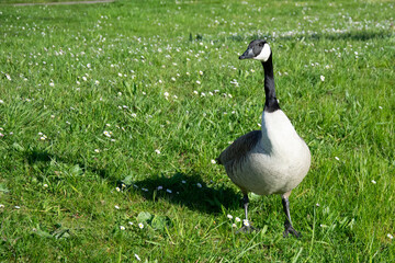 country goose on the grass