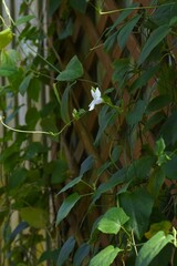 Thunbergia fragrans (White lady) flowers. Canthaceae evergreen tropical vine shrub. Native to India or Sri Lanka. Flowers are fragrant and attract bees and butterflies. 