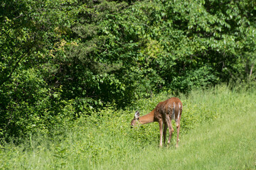 Female juvenile White-tailed deer grazing on the vegetation in the forest.