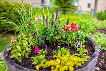 Garden park decoration closeup of potted flowers herbs outdoors with snapdragons, sage and prunella self-heal plants arrangement in large soil wooden flowerpot