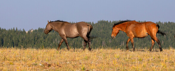 Grullo band stallion and Red Bay mare wild horse mustangs on Sykes Ridge in the Pryor Mountains in...