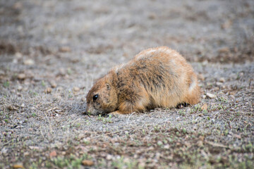 Black-tailed prairie dog in the Badlands looking for food