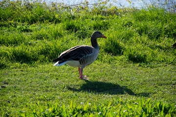 duck in the grass