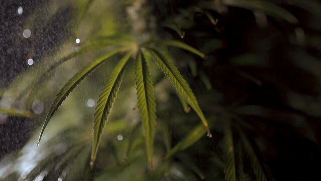 cannabis watering process close up