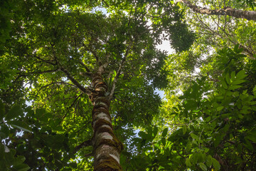 Fototapeta premium Paisagem da natureza com mata tropical fechada 