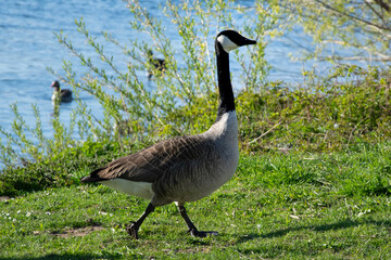 country goose family