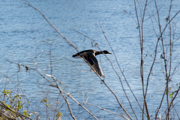 goose flies