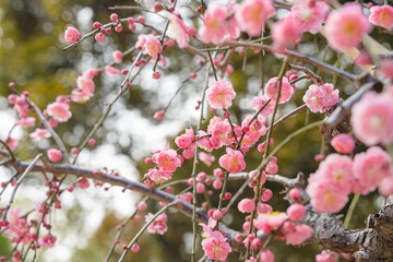 しだれ梅の壁紙