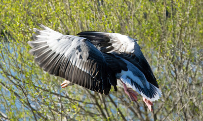Goose flies over the water