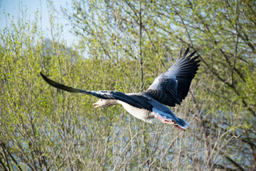 Goose flies over the water