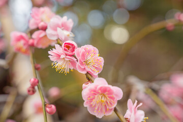 キラキラ玉ボケが綺麗な梅の花