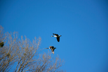 birds in flight