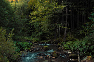 forest atmospheric landscape with rocky river stream natural scenic view with pine trees at morning fresh weather time in north European region of Scandinavia summer