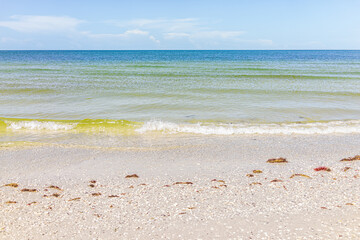 Tigertail Beach green water shore with seaweed on sunny summer day landscape with nobody in Marco Island near Naples Florida in Coller County