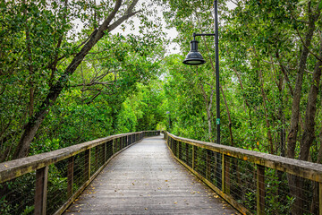 Naples, Florida Coller County Gordon River Greenway Park wood boardwalk trail through mangrove...
