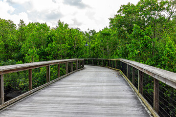 Naples in Southwest Florida Coller County Gordon River Greenway Park wooden boardwalk trail through mangrove swamp forest landscape summer view with nobody