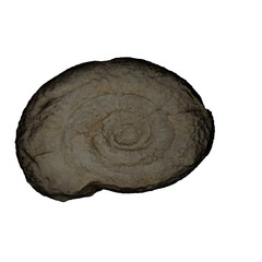 very old trilobite fossil, 3D illustration