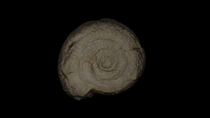 very old trilobite fossil, 3D illustration