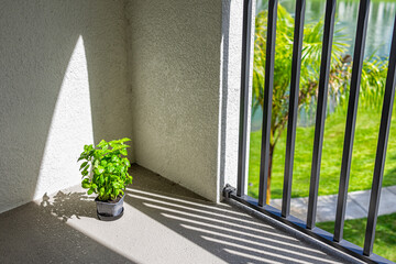 Potted herb green sweet basil plant in garden pot growing food spice at home on balcony in sunlight in Florida with view of palm tree lake landscape