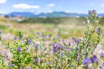 Fototapeta premium Landscape view foreground of purple Alfalfa flowers during summer from High Road to Taos of mountains and village called Truchas