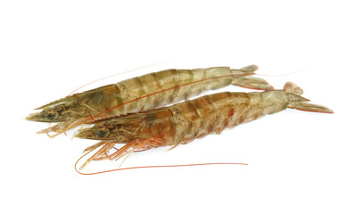 Fresh living shrimp isolated on white background