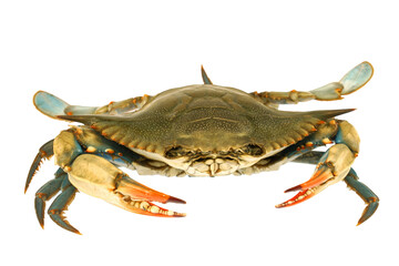 live blue crab isolated on white background - obrazy, fototapety, plakaty