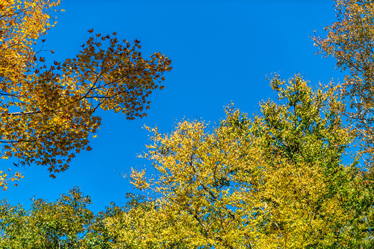 low angle looking up view of trees branches with fall yellow green orange foliage leaves leaf color isolated against blue sky in West Virginia