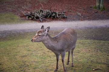 a Wild danish Red Deer with Big horns