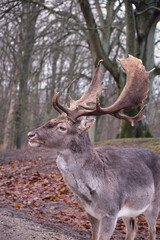 a Wild danish Red Deer with Big horns