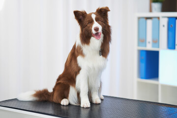 Brown Border Collie dog during visit in vet