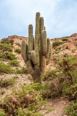Northern Argentina, Cardon,  a typical cactus growing in hight altitude in the Humahuaca area.
