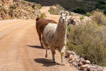 Argentina, in northern part of Argentina Guanacos in a beautiful landscape.