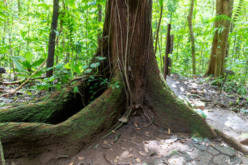 Large old tree in the rainforest of Costa Rica