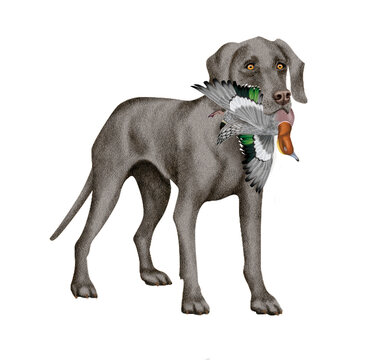 chien, animal de compagnie, braque de weimar, gibier, canard siffleur , mal, femelle, &agrave; poil court, animal, gris , chiot, canid&eacute;, isol&eacute;, braque, joli, noir et blanc, portrait, mammif&egrave;re, chien de rapp