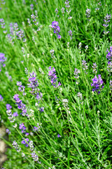 Lavender flowers growing in a cottage herb garden