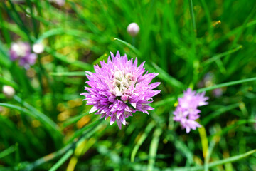 Purple chive blossoms in the spring garden