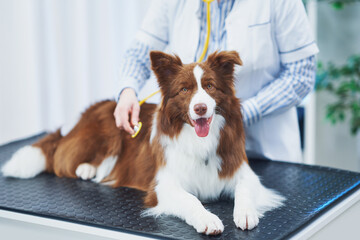 Brown Border Collie dog during visit in vet