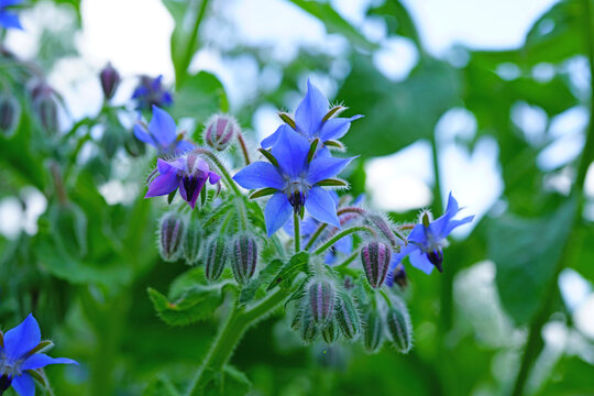 Blue star shaped flowers of the borage plant (borago officinalis) in the herb garden