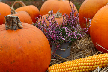 Autumn decoration: orange pumpkins, corn cob, hay, purple  flowers. Autumn or  Halloween concept
