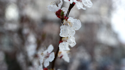 One cherry branch blooming on tree. White flowers swaying on trees. 