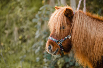 Süßes kleines Fuchs Shetlandpony Pony für Kinder mit niedlichem Halfter mit Herzen drauf schaut aufmerksam mit seinen Knopfaugen