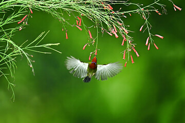 A sunbird is flying looking for flower essence in the garden