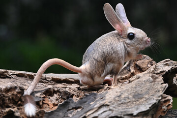 A long-eared mouse is playing on a brown wood