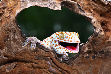 A gecko is looking through a brown wooden hole