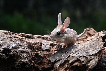 A cute long-eared mouse is playing on the wood
