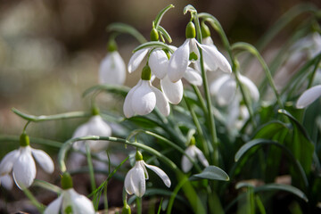 Fototapeta premium Snowdrops
